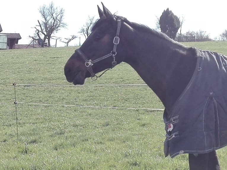 Oldenburg-International (OS) Mare 17 years 16.2 hh Bay-Dark in Rosenthal