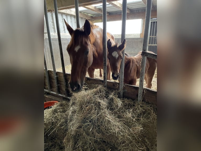 Oldenburg-International (OS) Mare 17 years 16,1 hh Chestnut in Großefehn Bagband