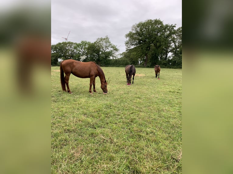 Oldenburg-International (OS) Mare 17 years 16,1 hh Chestnut in Großefehn Bagband