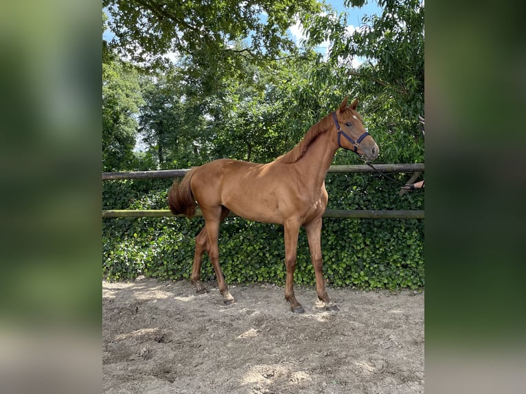 Oldenburg-International (OS) Mare 17 years 16,1 hh Chestnut in Großefehn Bagband