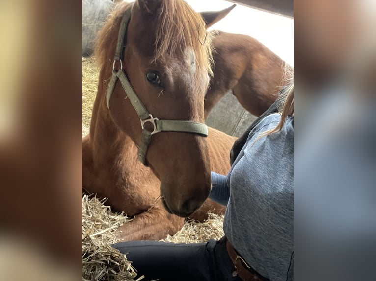Oldenburg-International (OS) Mare 17 years 16,1 hh Chestnut in Großefehn Bagband