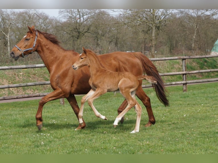 Oldenburg-International (OS) Mare 17 years 16,1 hh Chestnut in Großefehn Bagband
