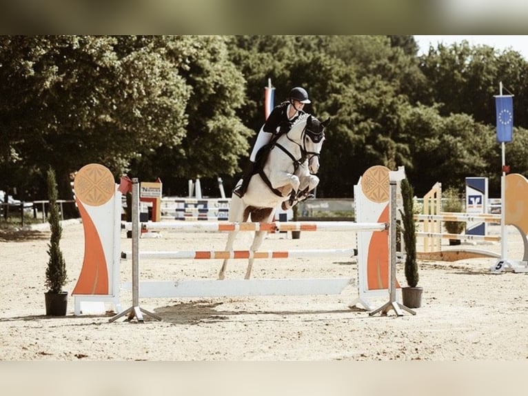 Oldenburg-International (OS) Mare 18 years 16 hh Grey in Lingen