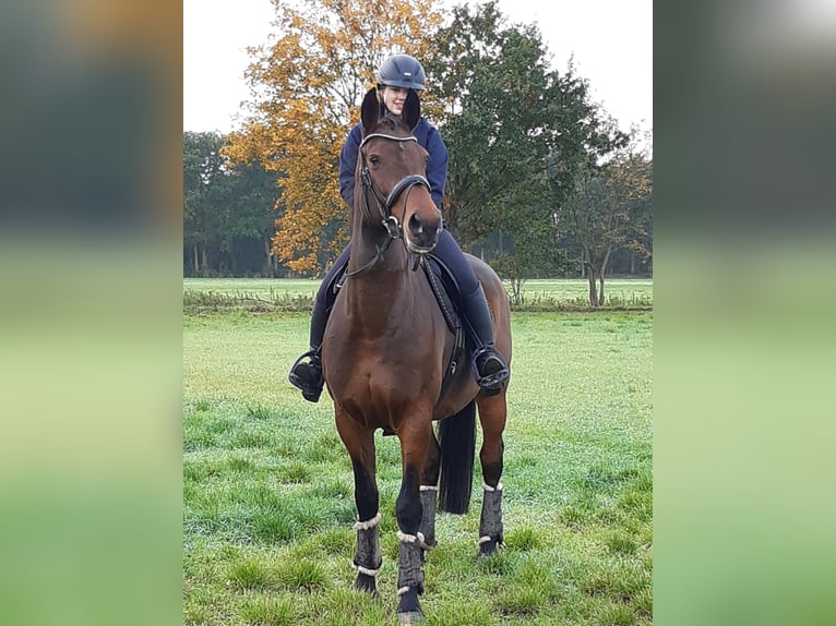 Oldenburg-International (OS) Mare 18 years 16,1 hh Brown in Winsen (Aller)