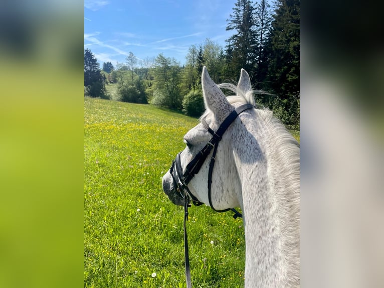 Oldenburg-International (OS) Mare 18 years 16,3 hh Gray in Lindenberg im Allg&#xE4;u