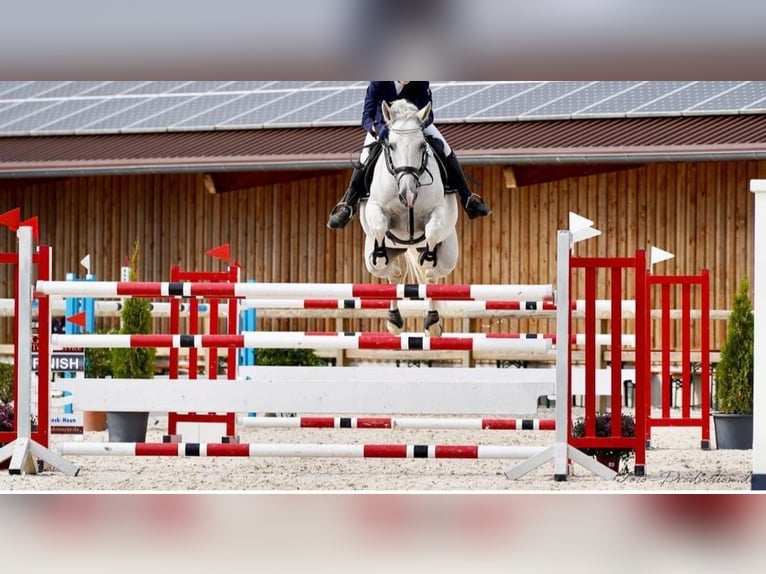 Oldenburg-International (OS) Mare 18 years 16,3 hh Gray in Lindenberg im Allg&#xE4;u