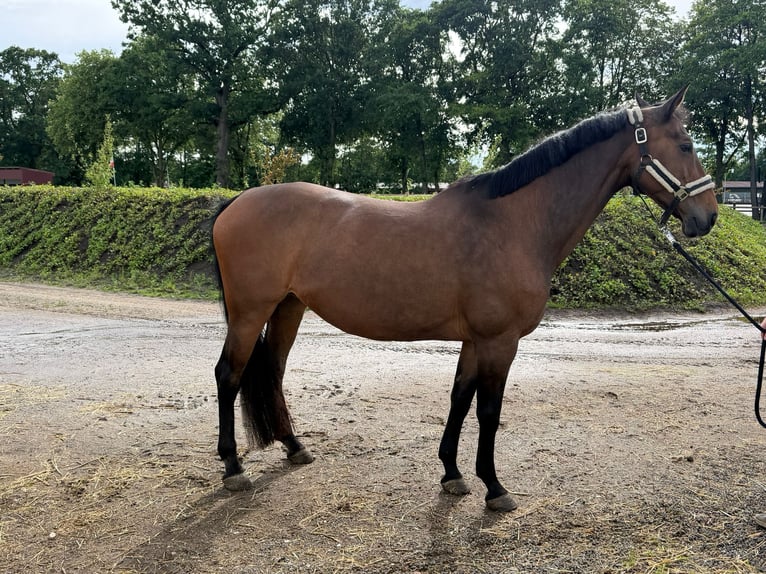 Oldenburg-International (OS) Mare 19 years 16.1 hh Brown in Nordhorn