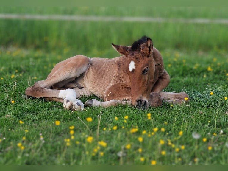 Oldenburg-International (OS) Mare 19 years 16 hh Gray in Berg