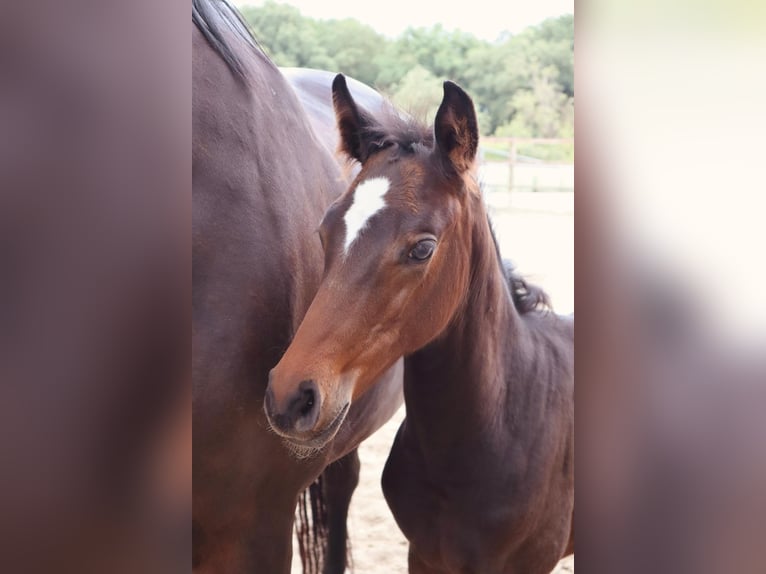 Oldenburg-International (OS) Mare 1 year 12,2 hh Bay-Dark in Löningen