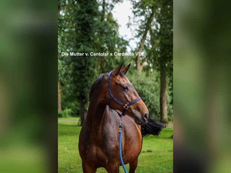 Oldenburg-International (OS) Mare 1 year 13,1 hh Bay-Dark in Löningen