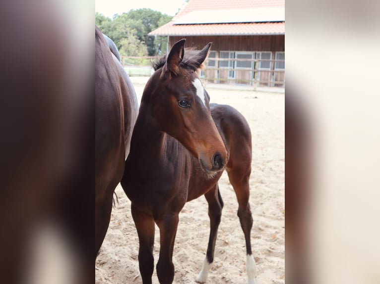 Oldenburg-International (OS) Mare 1 year 13,1 hh Bay-Dark in Löningen