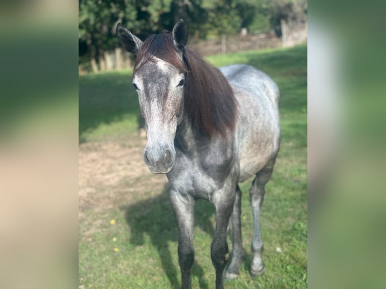 Oldenburg-International (OS) Mix Mare 1 year 15,1 hh Grey in Döbeln