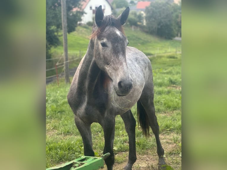 Oldenburg-International (OS) Mix Mare 1 year 15,1 hh Grey in Döbeln