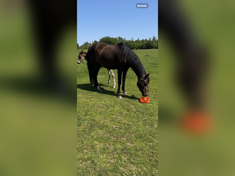 Oldenburg-International (OS) Mix Mare 1 year 16 hh Brown in B&#xE5;stad