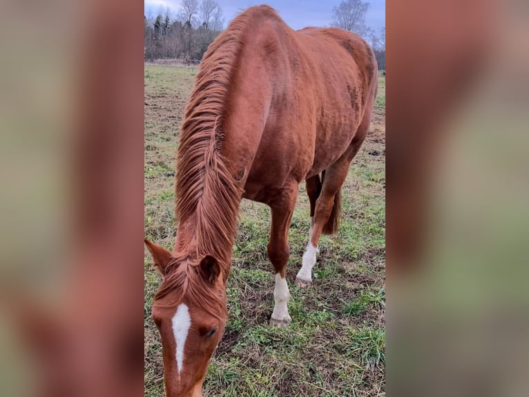 Oldenburg-International (OS) Mix Mare 1 year 16 hh Brown in B&#xE5;stad