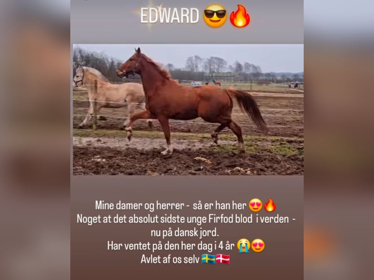 Oldenburg-International (OS) Mix Mare 1 year 16 hh Brown in B&#xE5;stad