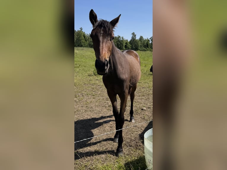 Oldenburg-International (OS) Mix Mare 1 year 16 hh Brown in B&#xE5;stad