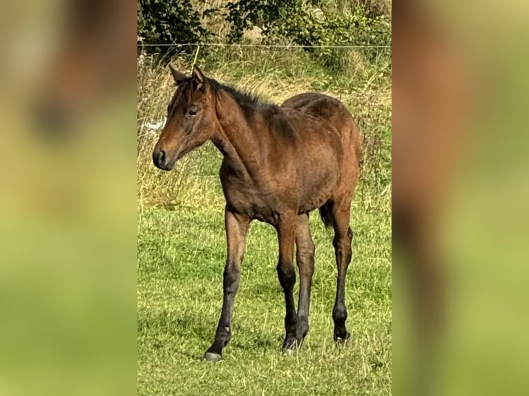 Oldenburg-International (OS) Mix Mare 1 year 16 hh Brown in B&#xE5;stad