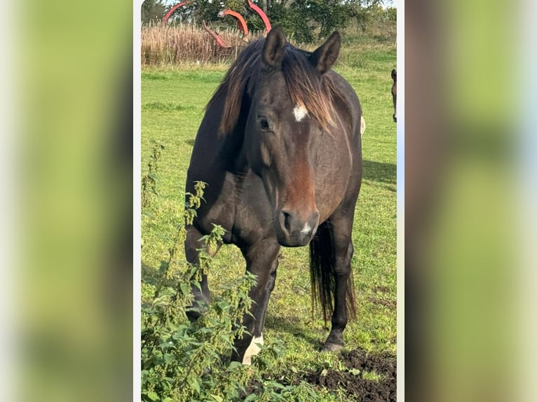 Oldenburg-International (OS) Mix Mare 1 year 16 hh Brown in B&#xE5;stad