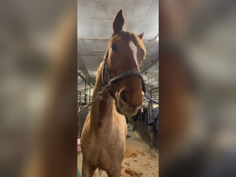 Oldenburg-International (OS) Mix Mare 1 year 16 hh Brown in B&#xE5;stad