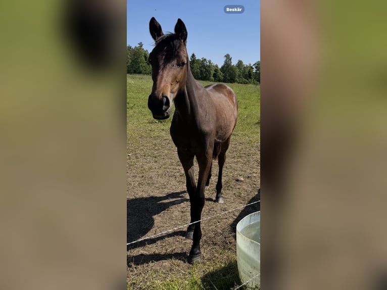 Oldenburg-International (OS) Mix Mare 1 year 16 hh Brown in B&#xE5;stad