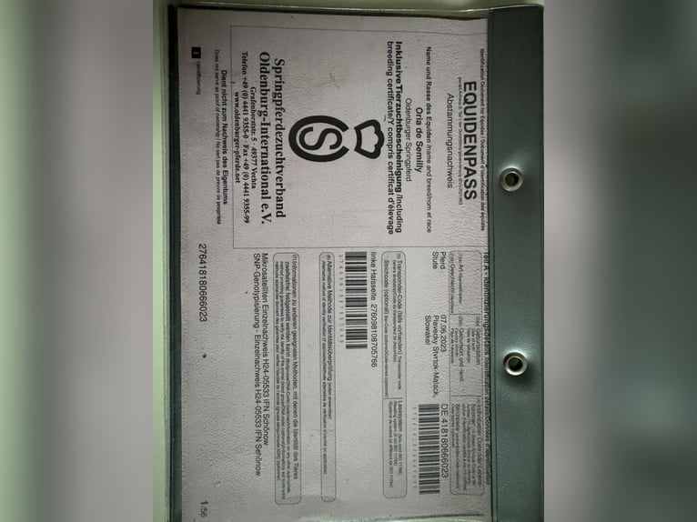 Oldenburg-International (OS) Mare 1 year 16,2 hh Bay in Brno