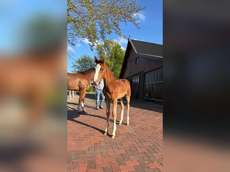 Oldenburg-International (OS) Mare 1 year 16,3 hh Chestnut-Red in Garrel