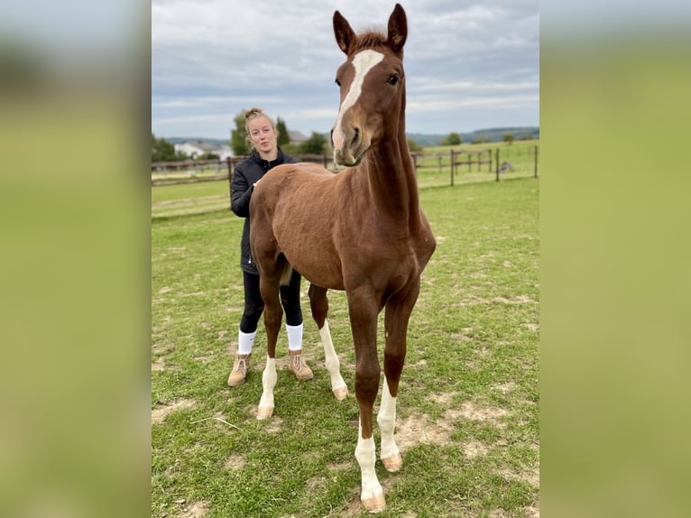 Oldenburg-International (OS) Mare 1 year 17 hh Chestnut-Red in Waldbrunn (Westerwald)
