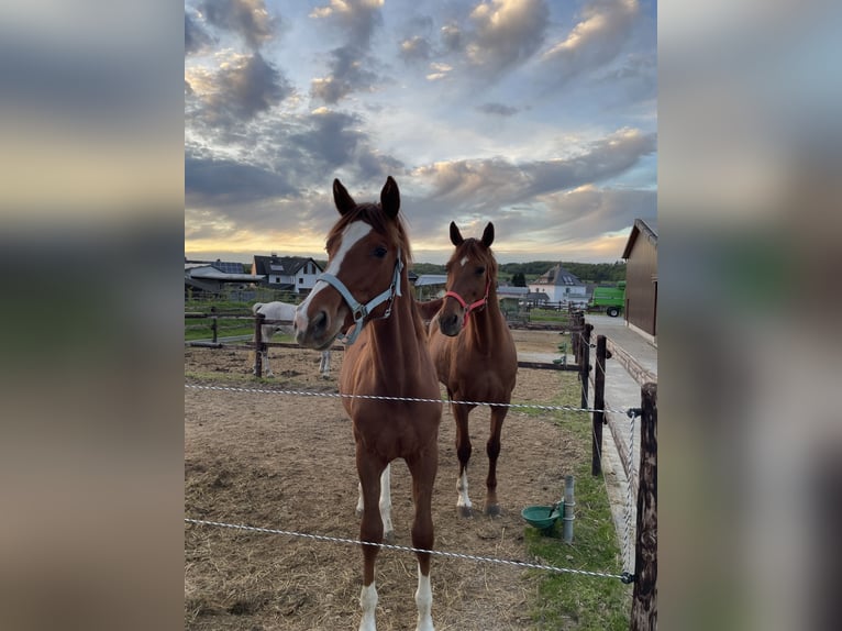 Oldenburg-International (OS) Mare 1 year 17 hh Chestnut-Red in Waldbrunn (Westerwald)