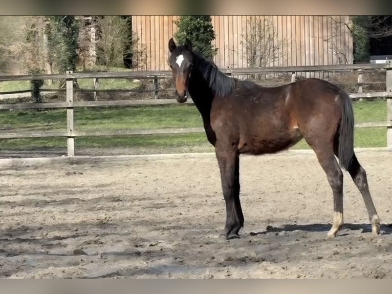 Oldenburg-International (OS) Mare 1 year Bay-Dark in Löningen