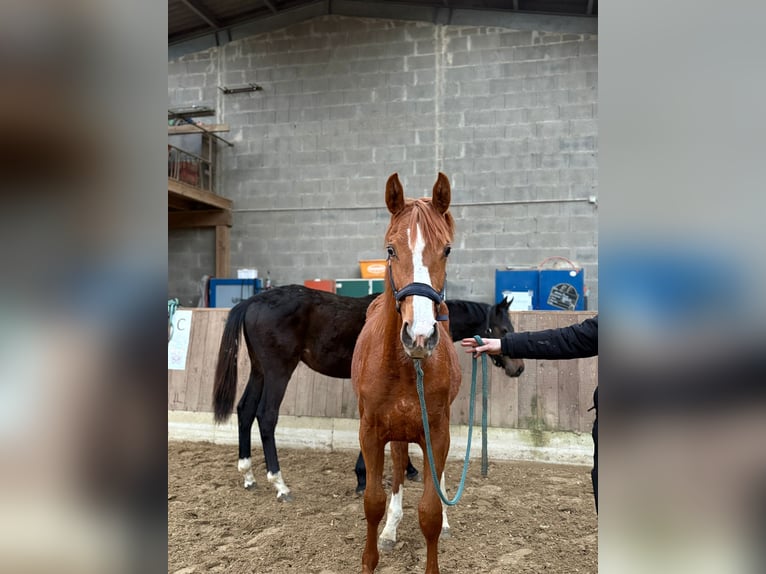 Oldenburg-International (OS) Mare 1 year Chestnut-Red in Helferskirchen