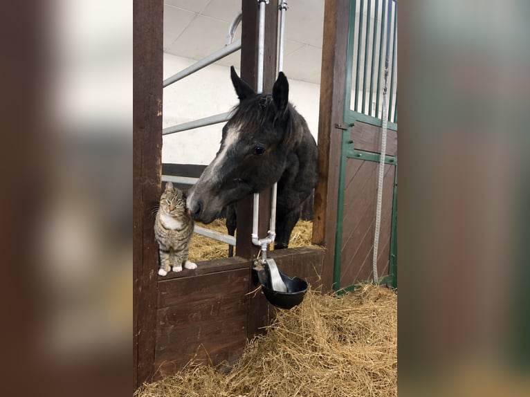Oldenburg-International (OS) Mare 1 year Grey in HandewittHandewitt