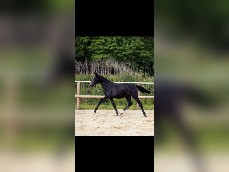 Oldenburg-International (OS) Mare 1 year Grey in HandewittHandewitt