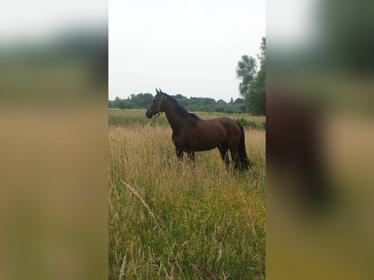Oldenburg-International (OS) Mare 20 years 16 hh Brown in Braunschweig
