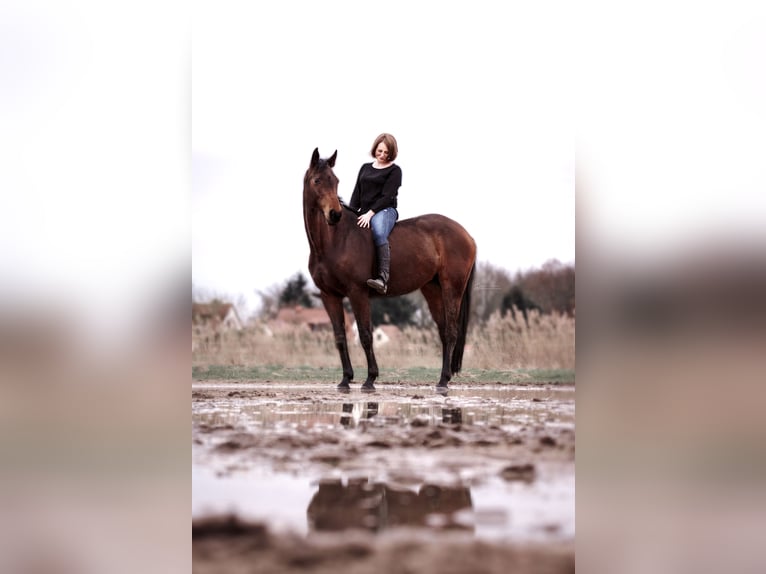 Oldenburg-International (OS) Mare 20 years 16 hh Brown in Braunschweig