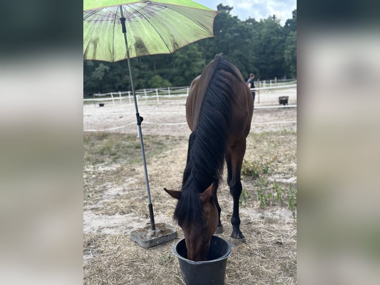 Oldenburg-International (OS) Mare 22 years 16,1 hh Brown-Light in Wandlitz