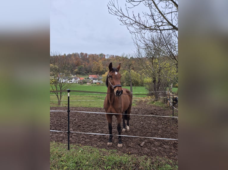 Oldenburg-International (OS) Mare 22 years 17 hh Brown in Bad Arolsen