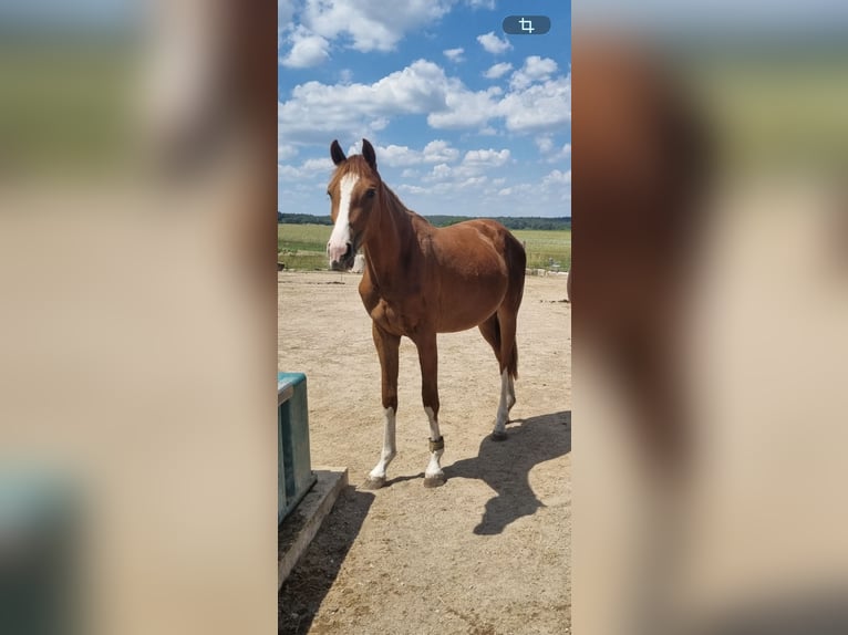 Oldenburg-International (OS) Mare 2 years 15.1 hh Chestnut in Heroldsbach