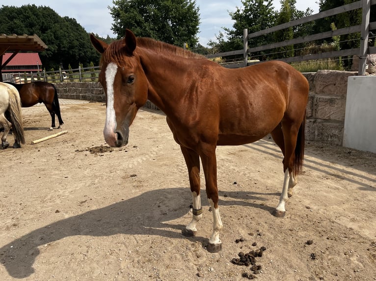 Oldenburg-International (OS) Mare 2 years 15.1 hh Chestnut in Heroldsbach