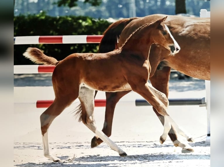Oldenburg-International (OS) Mare 2 years 15.1 hh Chestnut in Heroldsbach