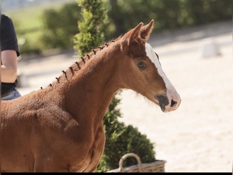 Oldenburg-International (OS) Mare 2 years 15.1 hh Chestnut in Heroldsbach