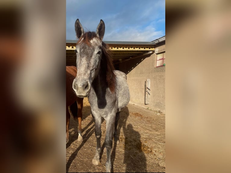 Oldenburg-International (OS) Mix Mare 2 years 15,1 hh Grey in Döbeln