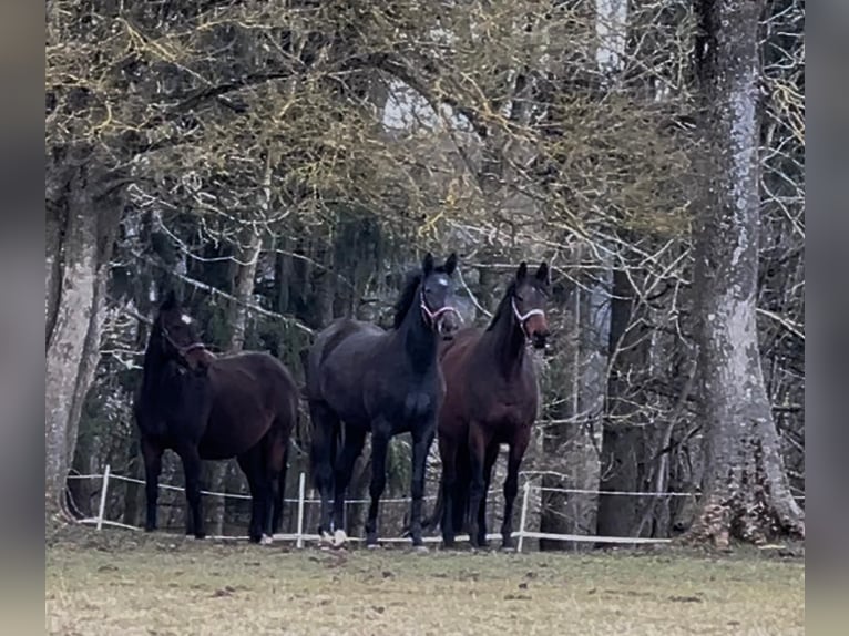 Oldenburg-International (OS) Mare 2 years 16,3 hh Gray-Dark-Tan in MünsingenMünsingen