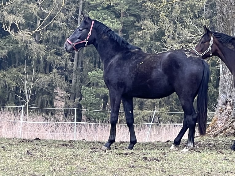 Oldenburg-International (OS) Mare 2 years 16,3 hh Gray-Dark-Tan in MünsingenMünsingen