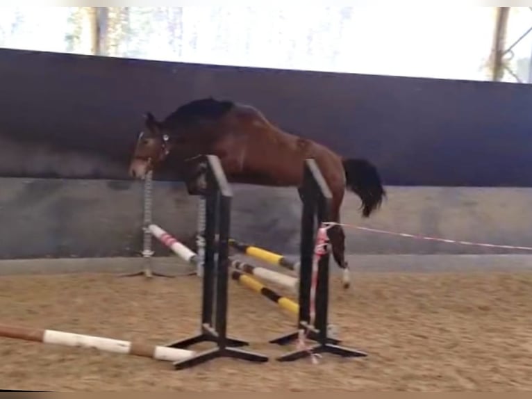 Oldenburg-International (OS) Mare 2 years 16 hh Brown in Stuhr