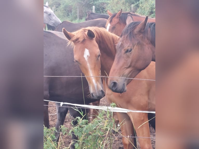 Oldenburg-International (OS) Mare 2 years 16 hh Chestnut-Red in Schmarsow