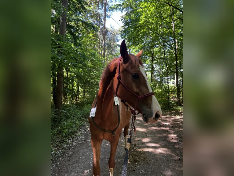 Oldenburg-International (OS) Mare 2 years 16 hh Chestnut in Heroldsbach