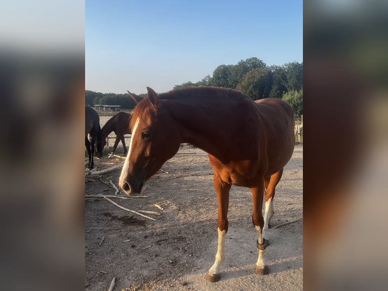 Oldenburg-International (OS) Mare 2 years 16 hh Chestnut in Heroldsbach