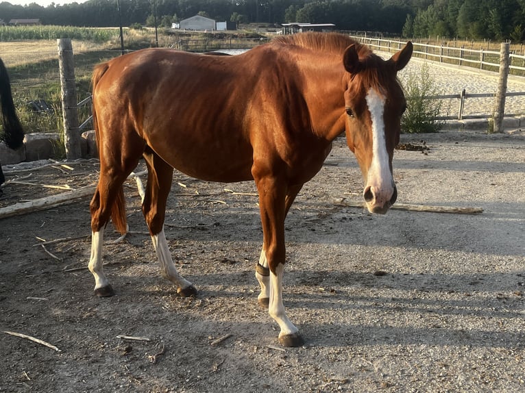 Oldenburg-International (OS) Mare 2 years 16 hh Chestnut in Heroldsbach