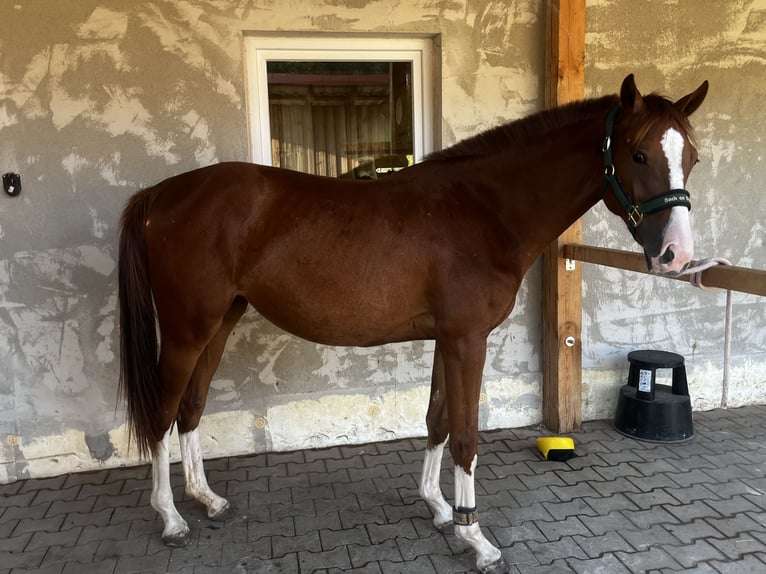 Oldenburg-International (OS) Mare 2 years 16 hh Chestnut in Heroldsbach